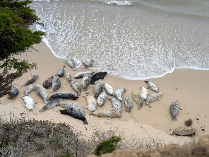 Harbor Seals and Seasonal Closures