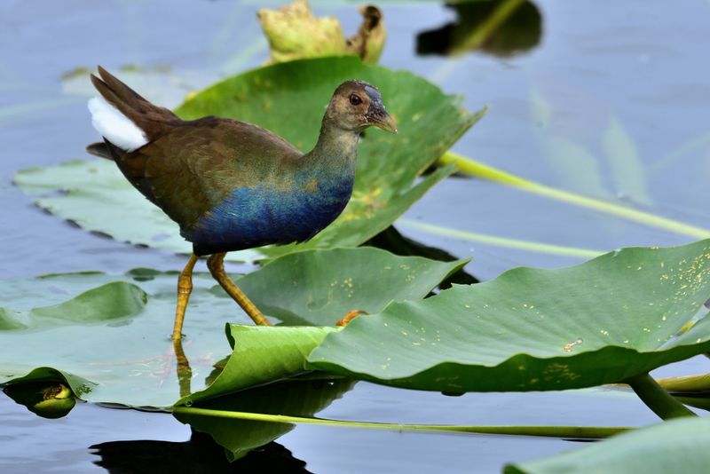 Photography on the Anhinga Trail: A Shooter's Paradise