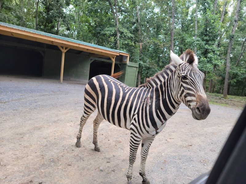 Conservation Efforts