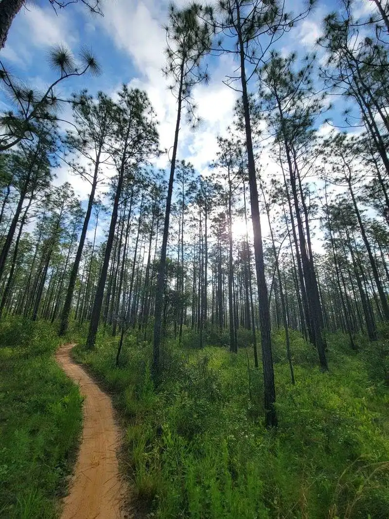Towering Pines and Forest Enclaves
