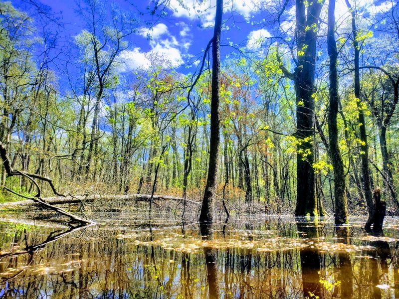 What you will see: trees, marsh edges, and seasonal color