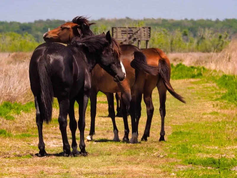 Wild horses of Paynes Prairie