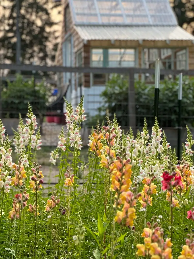 Olalla Blooms Flower Farm (Olympia)