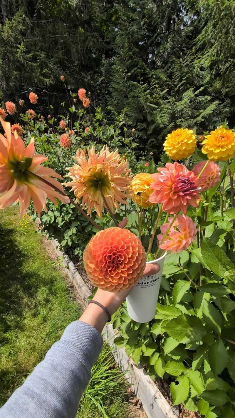 Cedar Flats Flower Farm (Olympia)