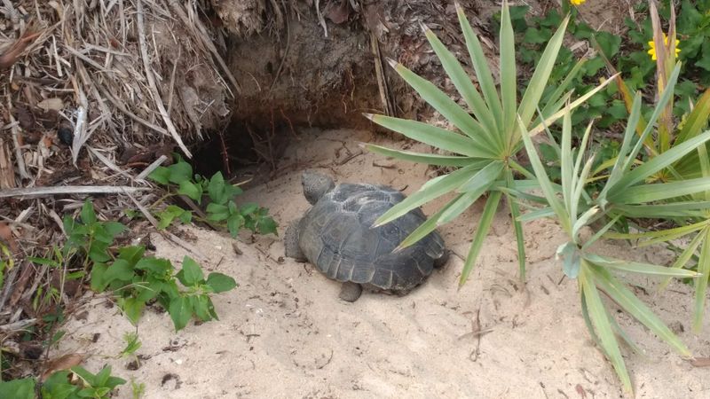 Loggerhead Turtle Nesting Sites