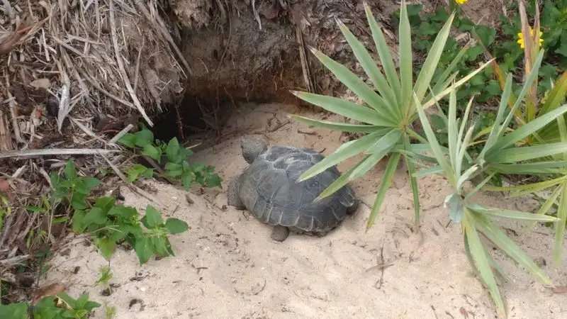 Loggerhead Turtle Nesting Sites
