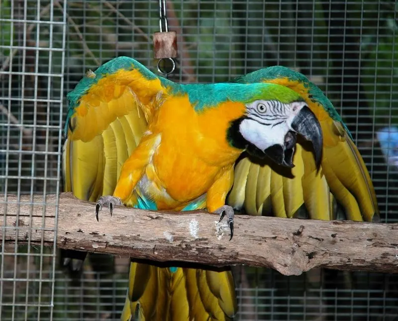 The Call for Support