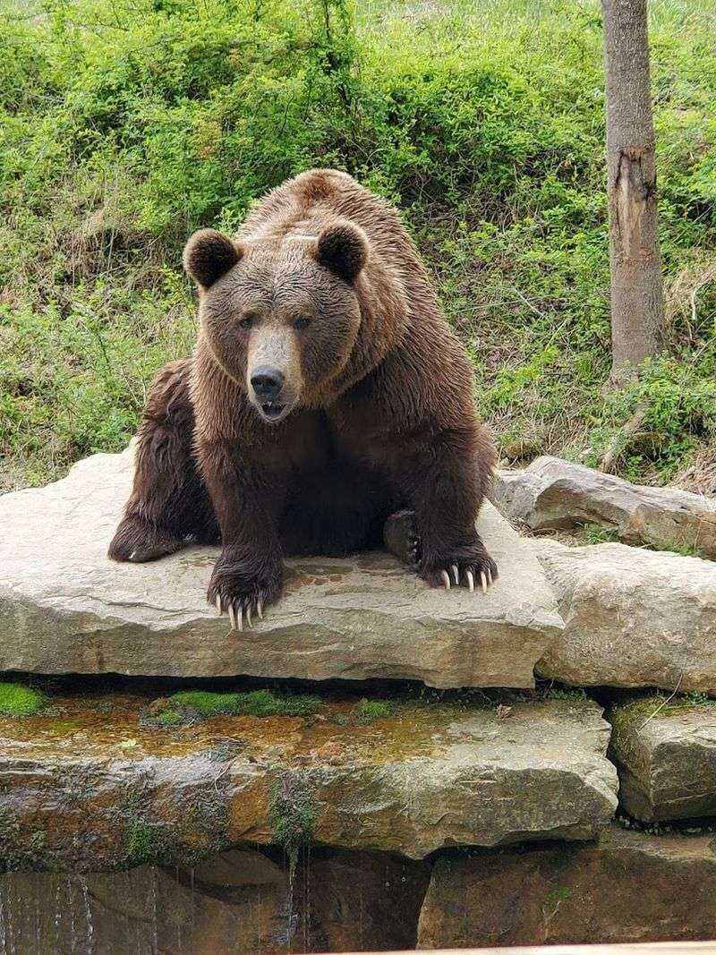 Seeing Grizzly Bears From a Safe Distance