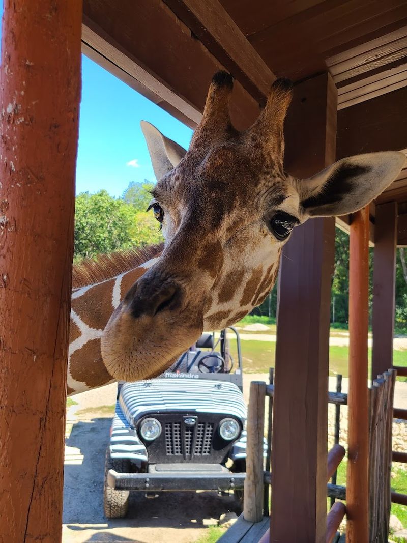 Safari Exploration Adventure