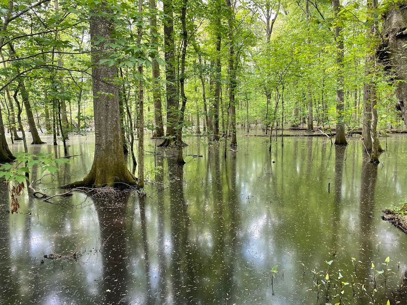 Stargaze at Big Cypress Tree Trail in the Tennessee River Gorge