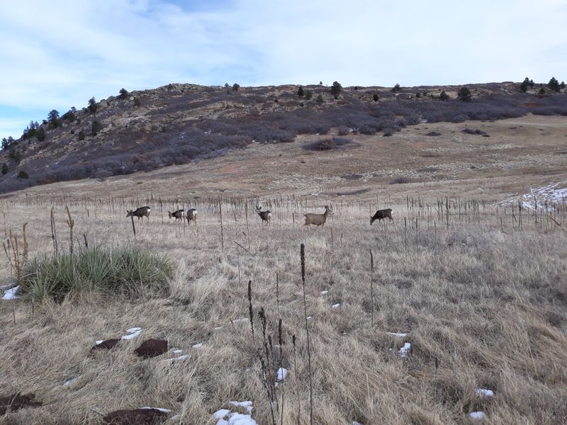 Wildlife Watching Basics