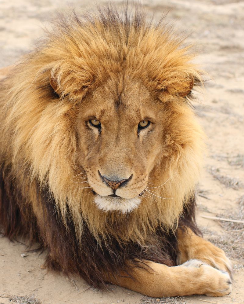 Stories of Conservation and Rescue