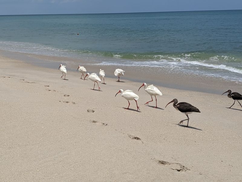 Local Wildlife Beyond Turtles