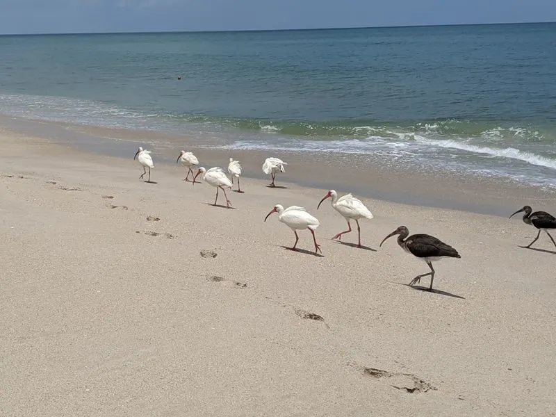 Local Wildlife Beyond Turtles