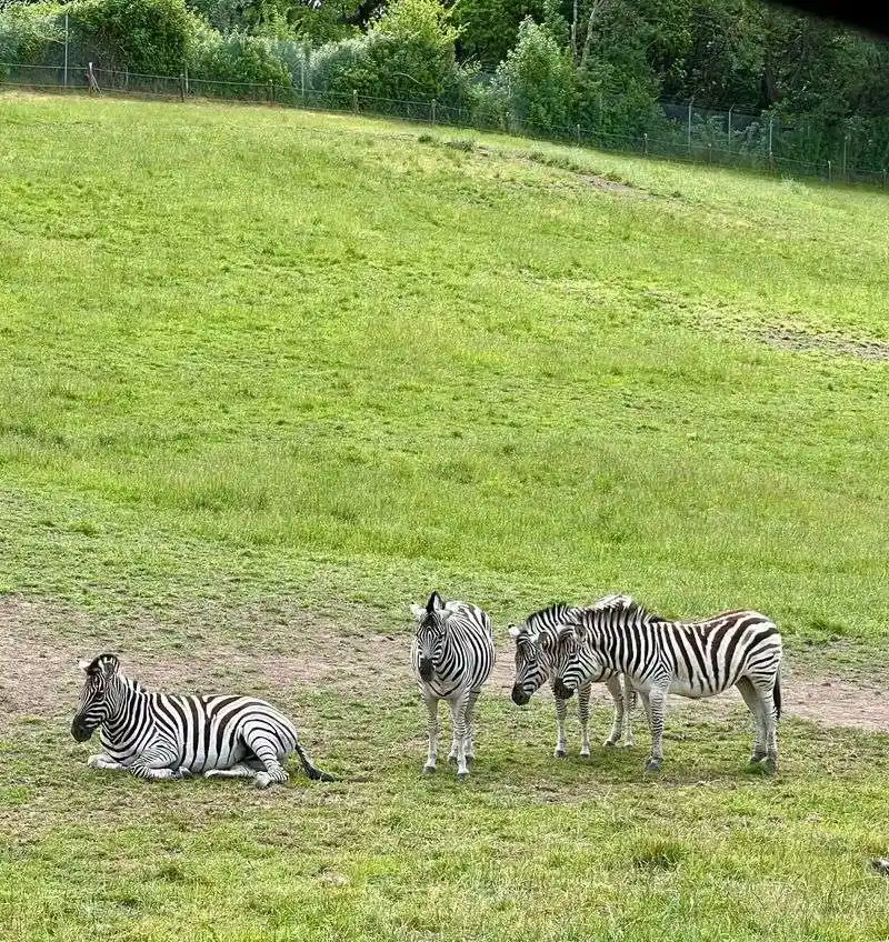 Rhinos, Zebras, and Savanna Scenes