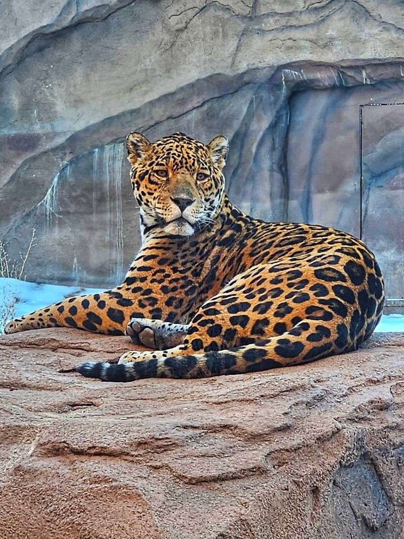 Exciting Animal Shows