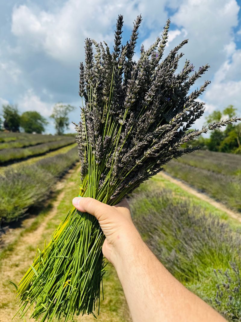 U-pick made simple: how to cut and care for your bundle