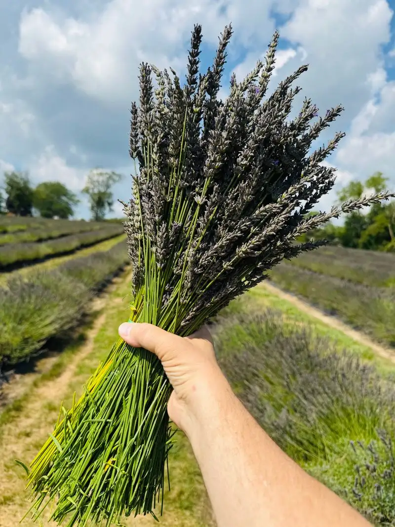 U-pick made simple: how to cut and care for your bundle