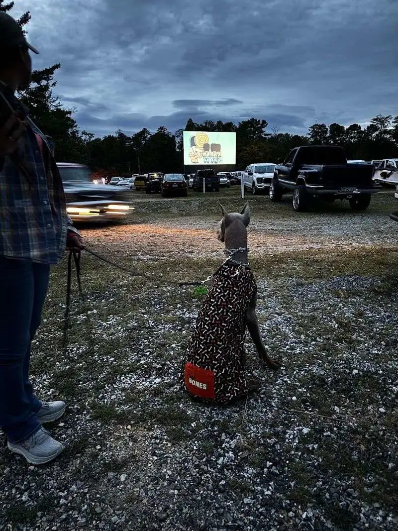 Welcoming Pets on Movie Nights