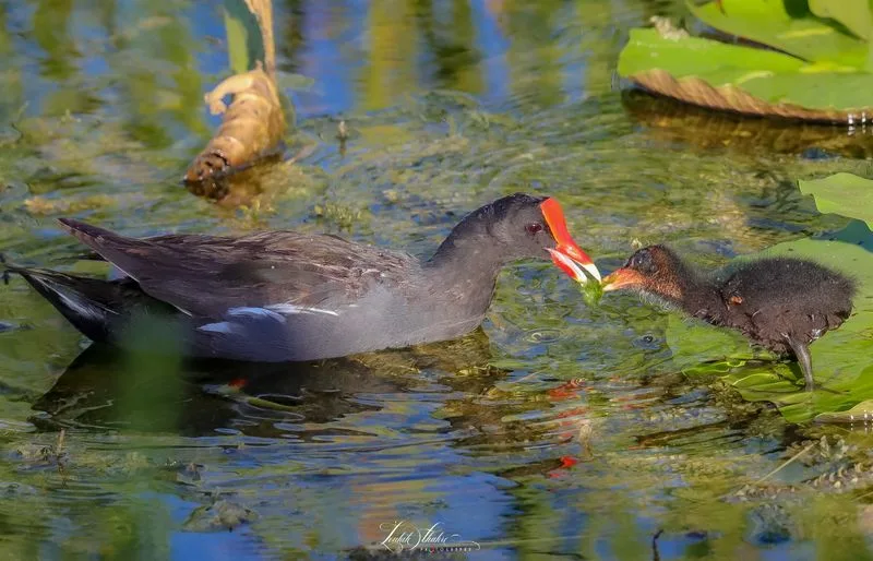 When it is open and how long to plan