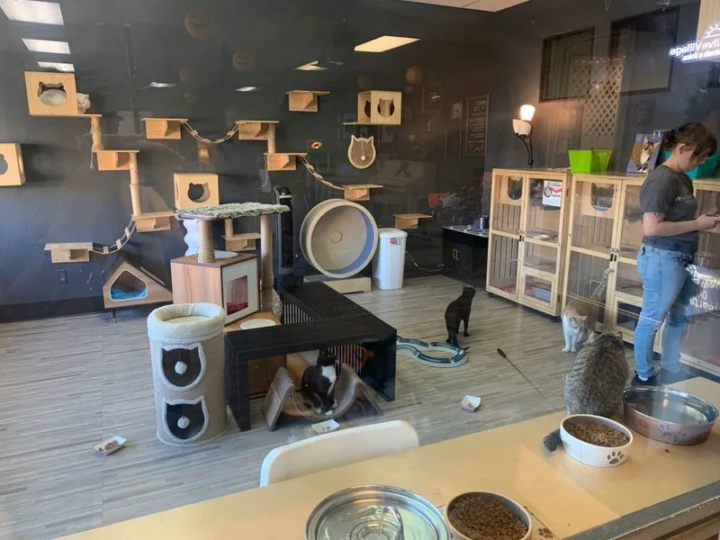 How the adoption process actually works