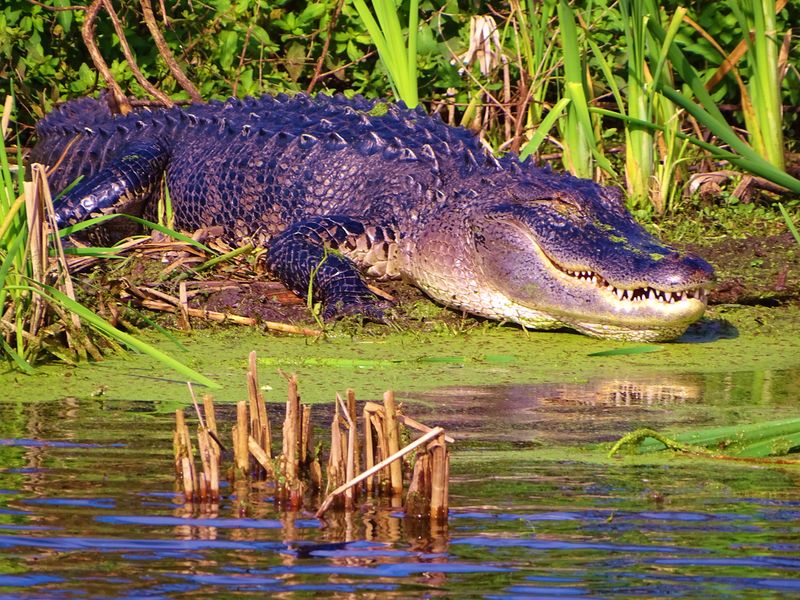 What you will actually see: alligators and common sights