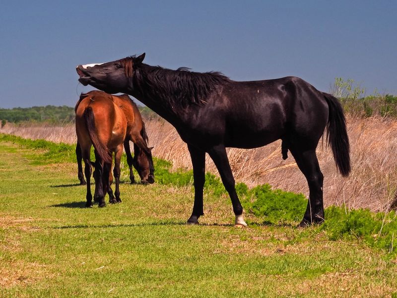 Safety and trail etiquette around wild horses