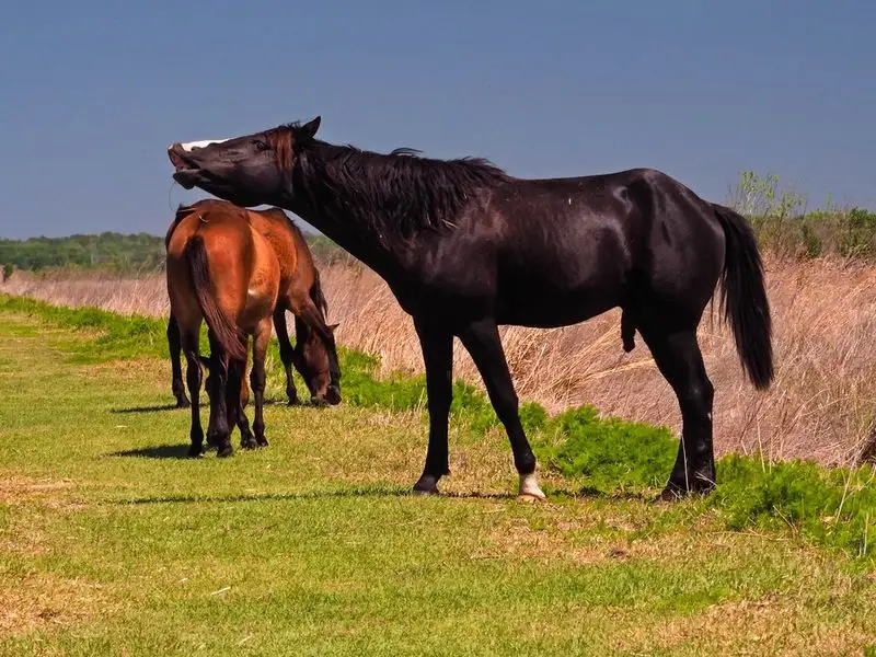 Safety and trail etiquette around wild horses