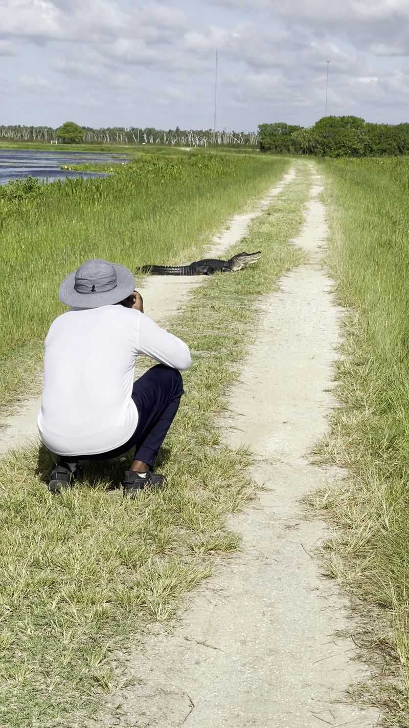 Alligators as Compositional Anchors