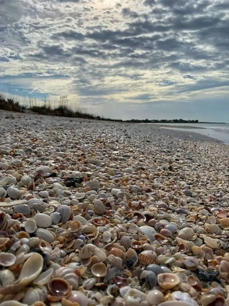 Beach days: Shells, shark teeth, and sea turtles