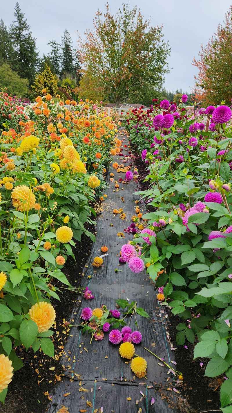 Idlewild Blooms (Stanwood)