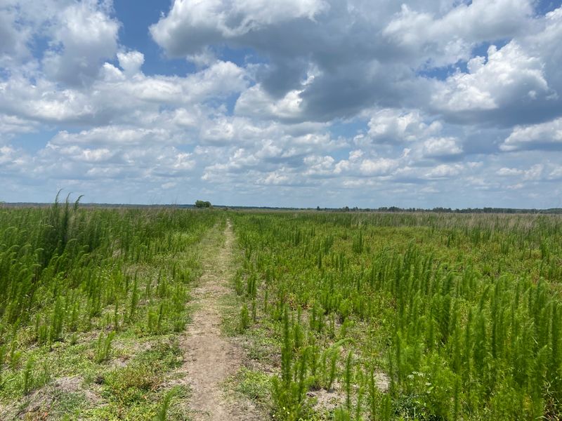 Cone&rsquo;s Dike Trail