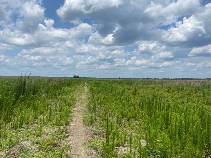 Cone&rsquo;s Dike Trail
