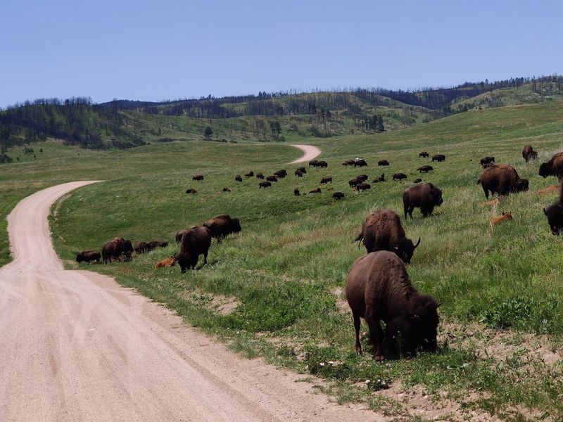 Off-Road Adventures Through the Black Hills Terrain