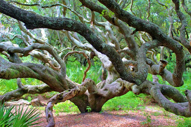 The Island's Unique Ecosystem