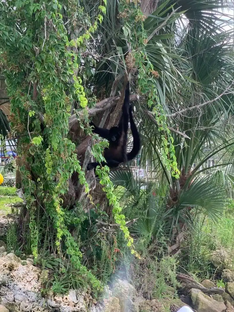 The Monkey Island story