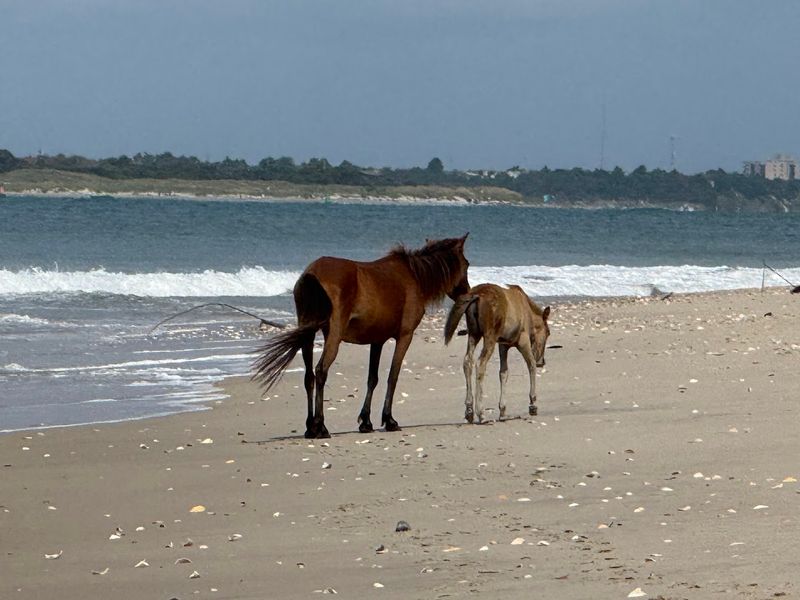 Shackleford Banks