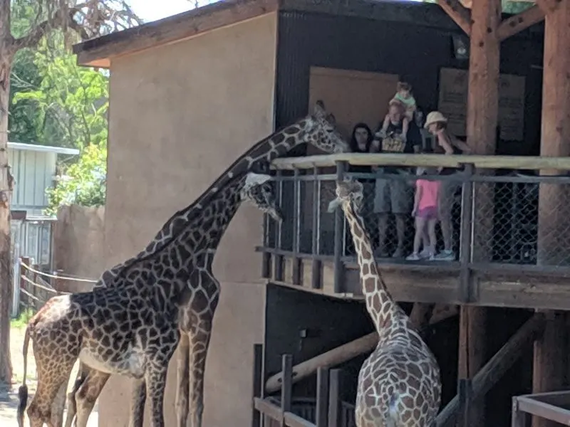 Fresno Chaffee Zoo &mdash; A Family Treasure in the Valley