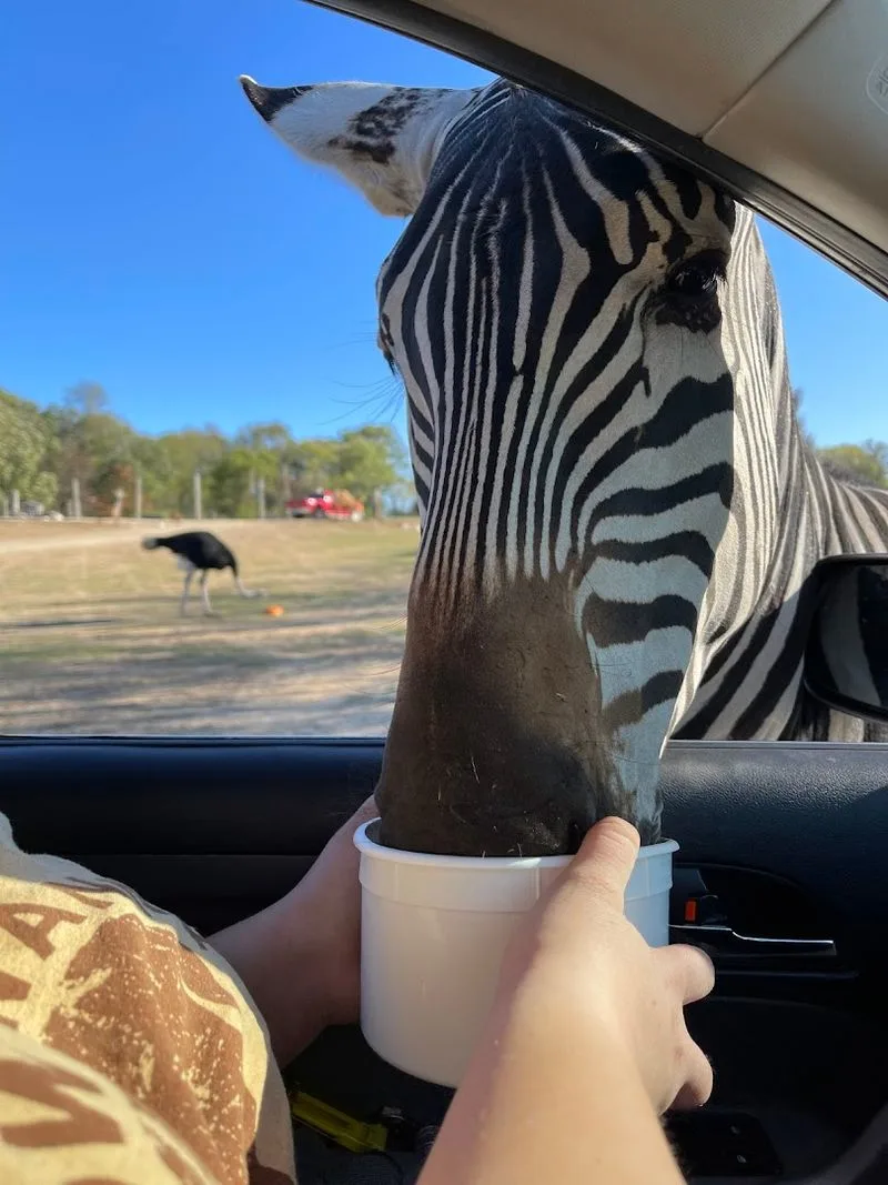 Interactive Wildlife Drive-Through