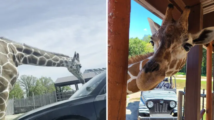You can hand-feed giraffes from your car window at this drive-through safari in Wisconsin