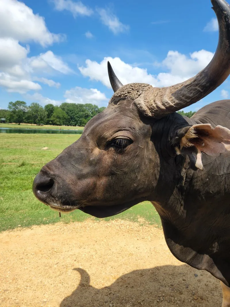 Bison: Majestic Beasts