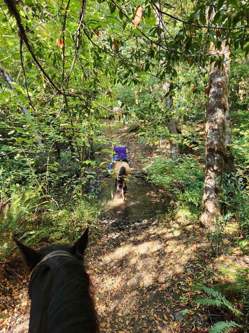 Horseback Riding on the Property