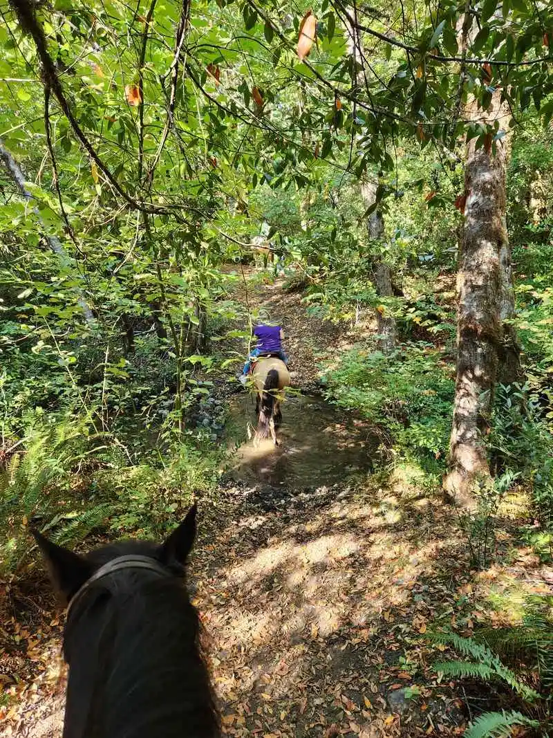 Horseback Riding on the Property