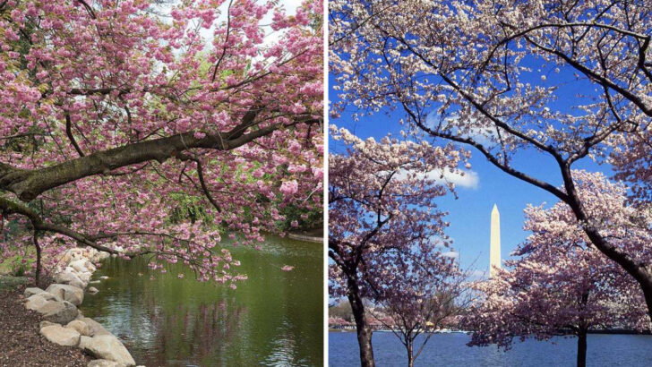 10 Places in America That Feel Like Japan During Cherry Blossom Season
