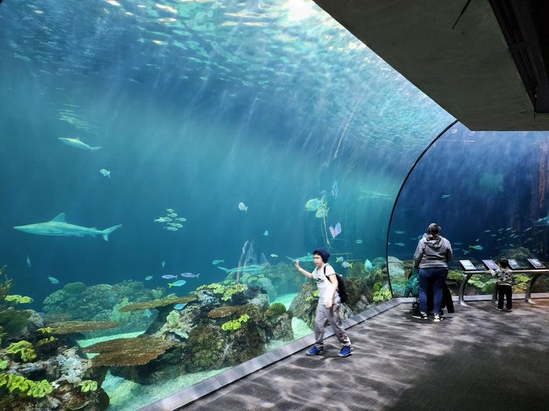 Shedd Aquarium (Chicago)