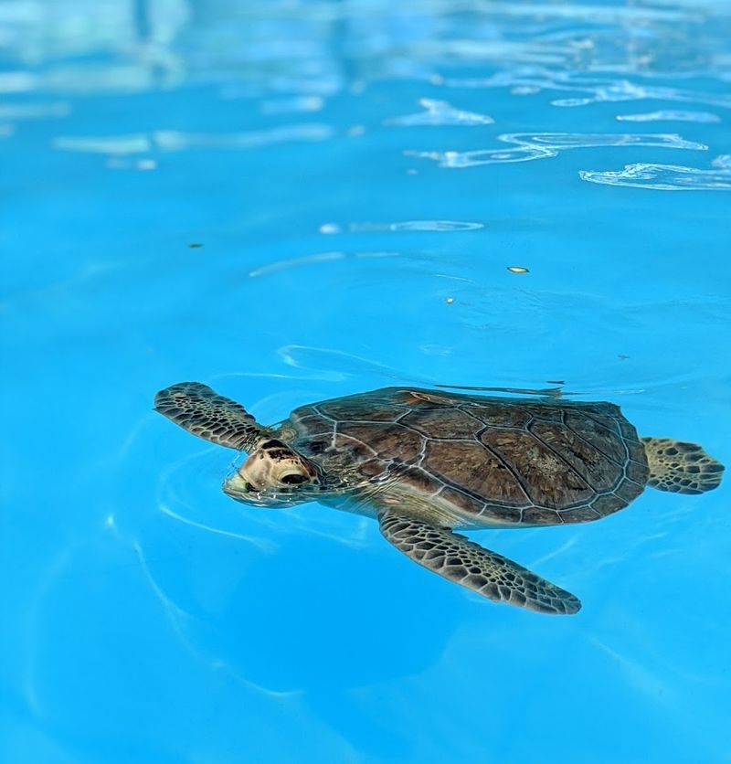 The Turtle Hospital (Marathon)