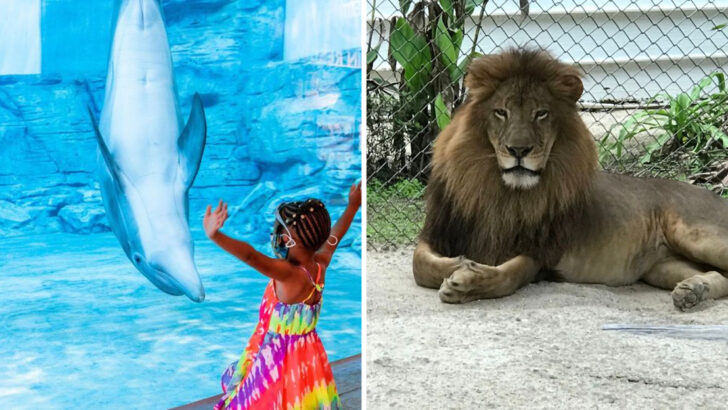 11 Florida Wildlife Rescues Where You Can Get Surprisingly Close to the Animals