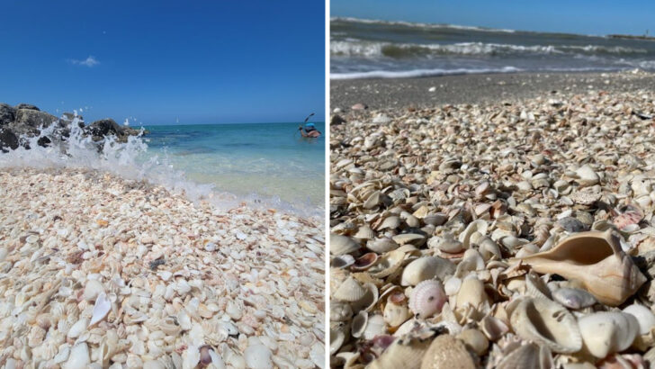 11 Of The Best Shelling Beaches In Florida For Your Next Coastal Escape