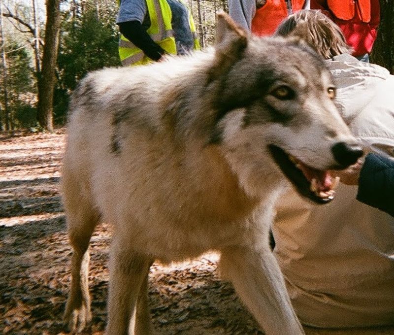 Seacrest Wolf Preserve &mdash; Chipley, Florida