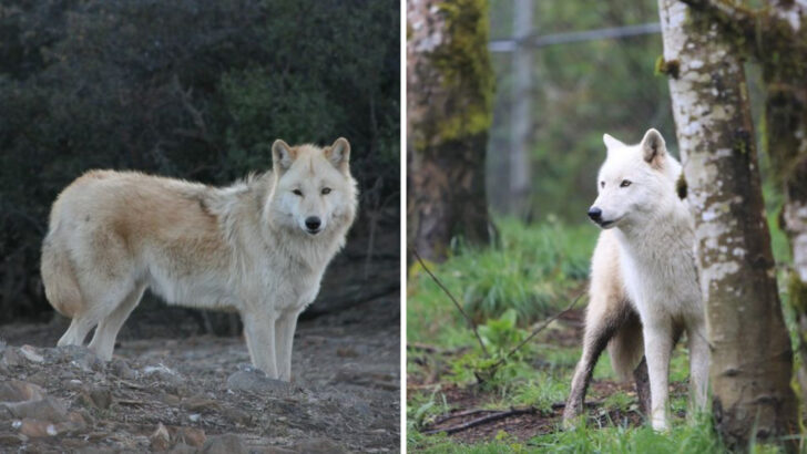 11 wolf sanctuaries across America where you can actually meet wolves face to face